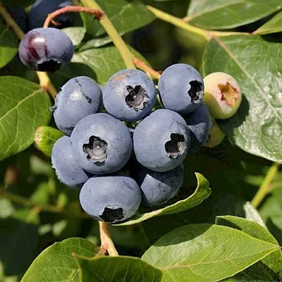 Голубика ШАНТЕКЛЕР  Голубика ШАНТЕКЛЕР в Истре