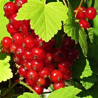 Смородина красная ГАЗЕЛЬ в Истре