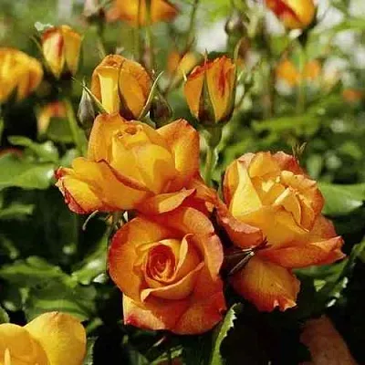 Саженцы роз САХАРА плетистая  Саженцы роз САХАРА плетистая в Истре