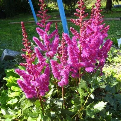 Астильба ЭЛИЗАБЕТ ВАН ВИН японская в Истре