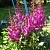 Астильба ЭЛИЗАБЕТ ВАН ВИН японская в Истре