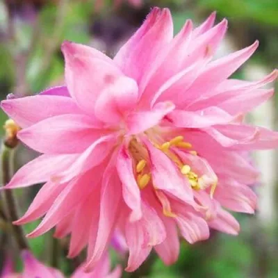 Аквилегия БАРЛОУ ПИНК гибрид МакКаны — описание сорта Аквилегия БАРЛОУ ПИНК гибрид МакКаны в Истре