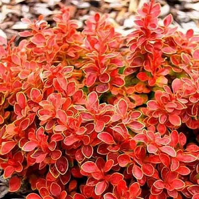 Барбарис КОРАЛ тунберга  Барбарис КОРАЛ тунберга в Истре