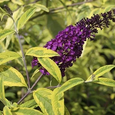 Буддлея давида САНТАНА   Буддлея давида САНТАНА  в Истре