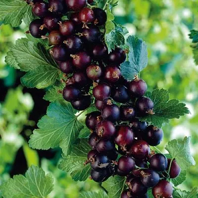 Йошта  Йошта в Истре