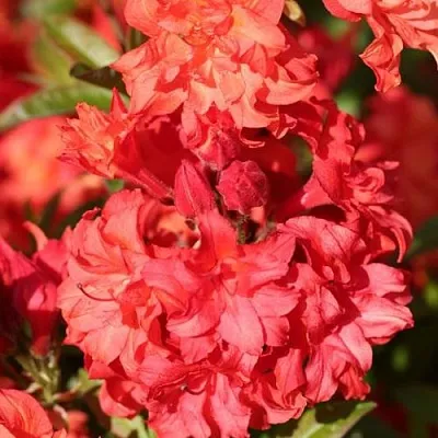 Азалия ФОЙЕРКОПФЕН крупноцветковая  Азалия ФОЙЕРКОПФЕН крупноцветковая в Истре
