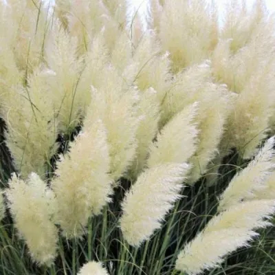 Кортадерия белая (пампасная трава) в Истре