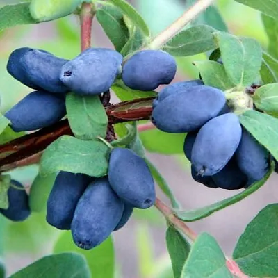 Жимолость съедобная ХОНЕЙ БИ  Жимолость съедобная ХОНЕЙ БИ в Истре