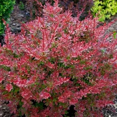 Барбарис ГОЛДЕН РИНГ тунберга  Барбарис ГОЛДЕН РИНГ тунберга в Истре