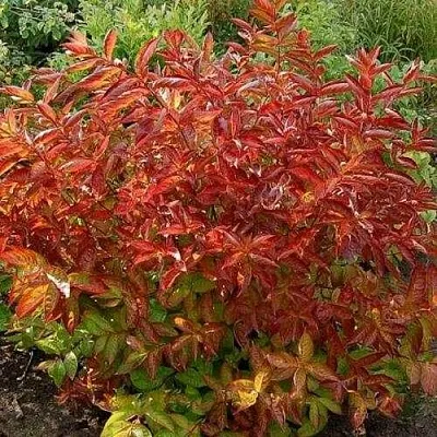 Вейгела ОГНЕННЫЕ КРЫЛЬЯ  Вейгела ОГНЕННЫЕ КРЫЛЬЯ в Истре