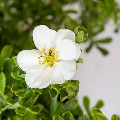 Лапчатка СНОУБЕРД кустарниковая  Лапчатка СНОУБЕРД кустарниковая в Истре