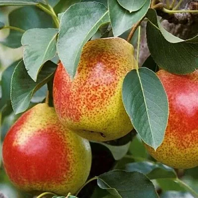 Груша ГОРНАЯ КРАСАВИЦА в Истре