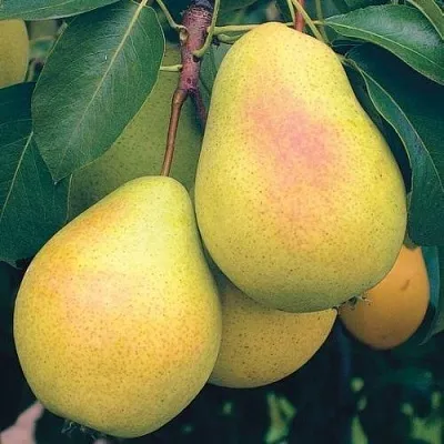 Груша МЛИЕВСКАЯ РАННЯЯ в Истре