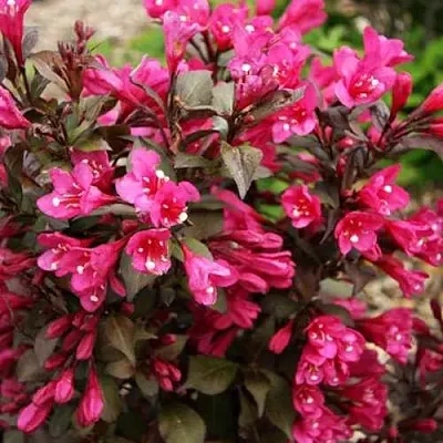 Вейгела БЛЭК РУБИ  Вейгела БЛЭК РУБИ в Истре