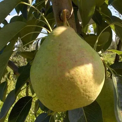 Груша СЛАДКАЯ ИЗ МЛИЕВА в Истре