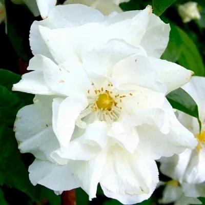 Жасмин РОЗАЦЕ  Жасмин РОЗАЦЕ в Истре