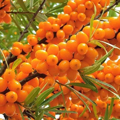 Облепиха  Облепиха в Истре