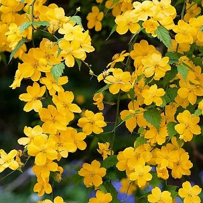 Керрия в Истре