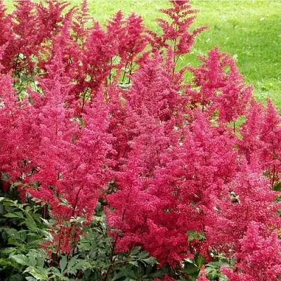 Астильба СКАЙСКРЕЙПЕР китайская в Истре