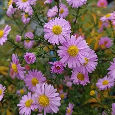 Астра СТРОУБЕРРИ ЭНД КРИМ новобельгийская в Истре