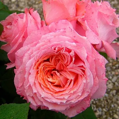 Саженцы роз ИНСТИТУТ ЛЮМЬЕР шраб  Саженцы роз ИНСТИТУТ ЛЮМЬЕР шраб в Истре