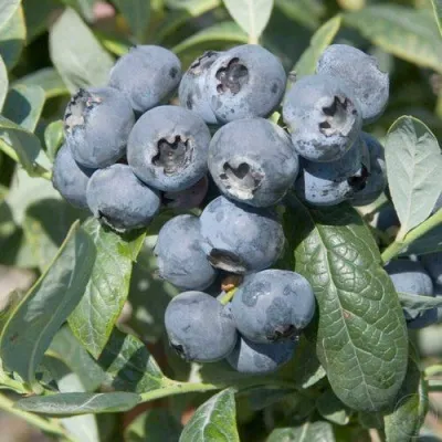 Голубика БРИГИТТА — описание сорта Голубика БРИГИТТА в Истре