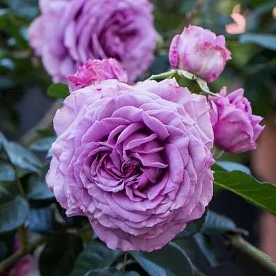 Саженцы роз СИЛЬВЕР КВИК плетистая  Саженцы роз СИЛЬВЕР КВИК плетистая в Истре