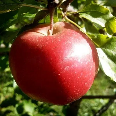 Яблоня НАСТЕНЬКА  Яблоня НАСТЕНЬКА в Истре