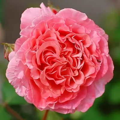 Саженцы роз ЛОРАН КАБРОЛЬ шраб  Саженцы роз ЛОРАН КАБРОЛЬ шраб в Истре