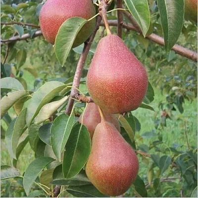 Груша РУМЯНАЯ КЕДРИНА в Истре