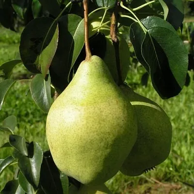 Груша МИНСКАЯ колонновидная в Истре