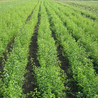 Подвой сливы ДИКАЯ АЛЫЧА  Подвой сливы ДИКАЯ АЛЫЧА в Истре