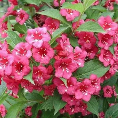 Вейгела БРИСТОЛЬ РУБИ  Вейгела БРИСТОЛЬ РУБИ в Истре