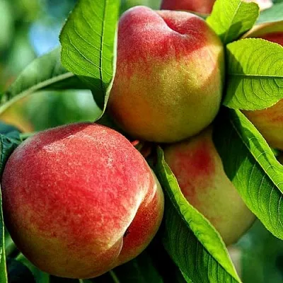 Персик  Персик в Истре