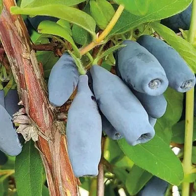 Жимолость съедобная ВОСТОРГ  Жимолость съедобная ВОСТОРГ в Истре