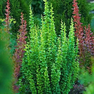 Барбарис ЭРЕКТА тунберга  Барбарис ЭРЕКТА тунберга в Истре