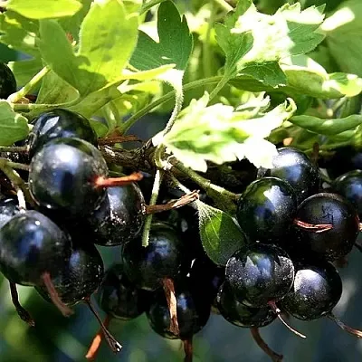 Золотистая в Истре