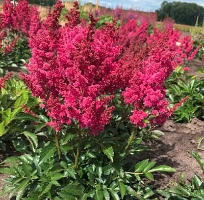 Астильба ЛАКИ ДЕЙ Арендса в Истре