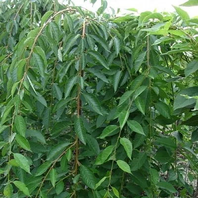 Черешня ПЕНДУЛА декоративная  Черешня ПЕНДУЛА декоративная в Истре