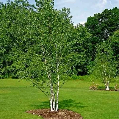 Береза бумажная в Истре