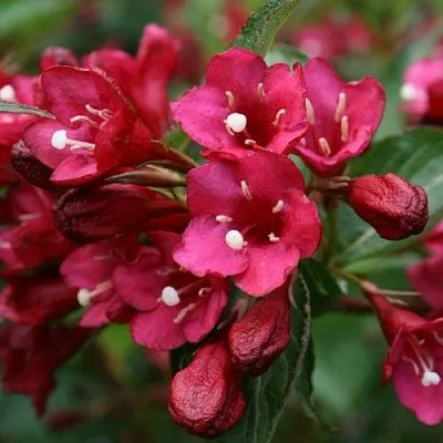 Вейгела ЕВА РАТКЕ  Вейгела ЕВА РАТКЕ в Истре