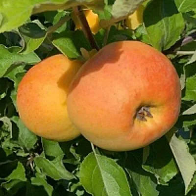 Яблоня АНТОНОВКА ЗОЛОТАЯ  Яблоня АНТОНОВКА ЗОЛОТАЯ в Истре