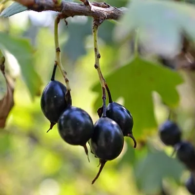 Смородина золотистая ДУСТЛИК  Смородина золотистая ДУСТЛИК в Истре