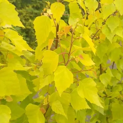 Берёза ГОЛДЕН ОБЕЛИСК повислая  в Истре