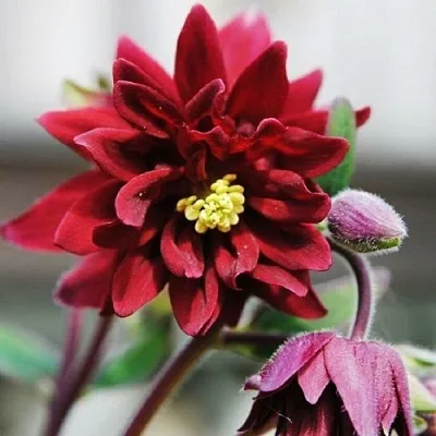 Аквилегия РУБИ ПОРТ обыкновенная в Истре