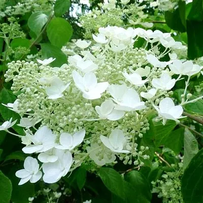 Гортензия УАЙТ ДОМ древовидная  Гортензия УАЙТ ДОМ древовидная в Истре