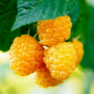 Малина МЕДОВАЯ  Малина МЕДОВАЯ в Истре