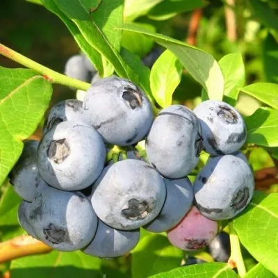 Голубика ЭЛИЗАБЕТ в Истре