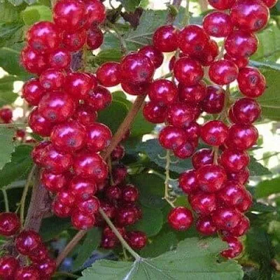 Смородина красная ПУРПУРНАЯ  Смородина красная ПУРПУРНАЯ в Истре