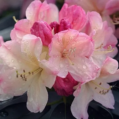 Рододендрон ПЕРСИ ВАЙСМАН в Истре